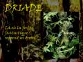 Driade